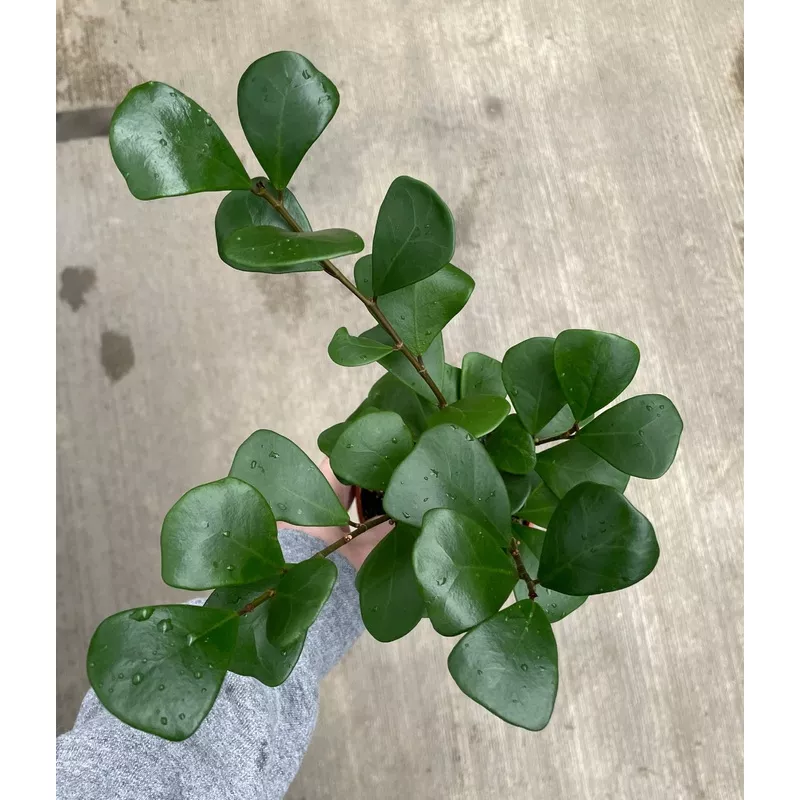 Ficus triangularis