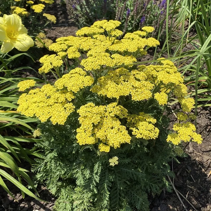 firefly-sunshine-yarrow-achillea ‘Firefly Sunshine’ Yarrow (Achillea)
