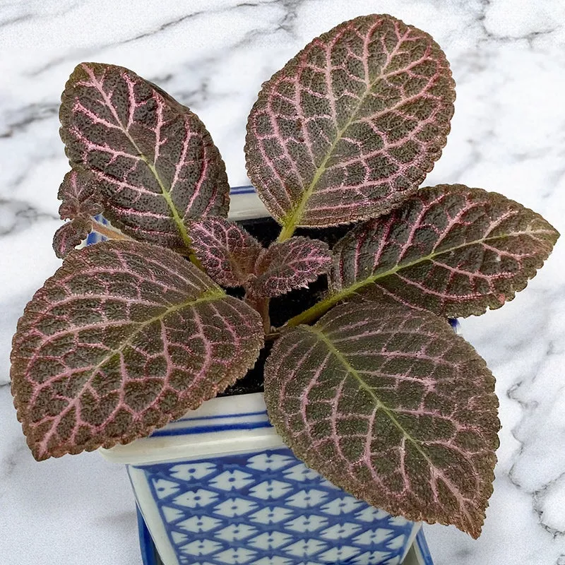 flame-violet-bronze-episcia-hybrid Flame Violet Bronze (Episcia hybrid)