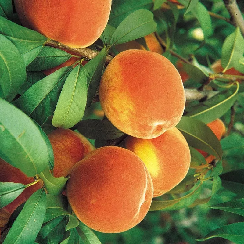 flordaking-peach Flordaking Peach
