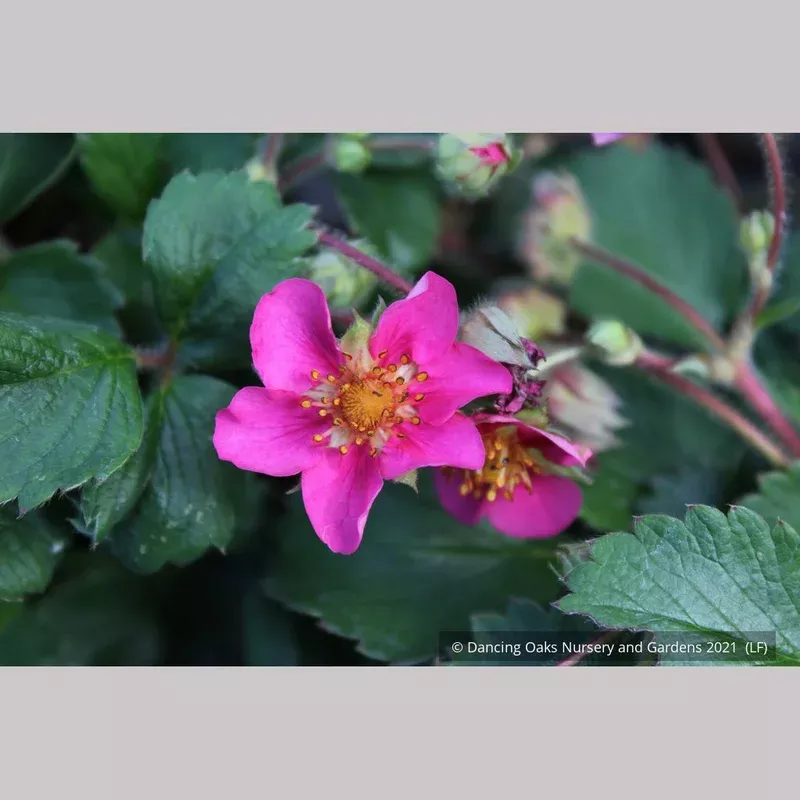 fragaria-lila-diamond-lila-diamond-strawberry Fragaria ‘Lila Diamond’ Lila Diamond Strawberry