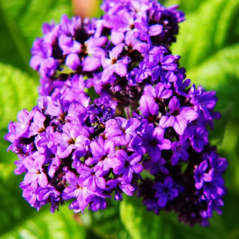 fragrant-delight-heliotrope Fragrant Delight Heliotrope