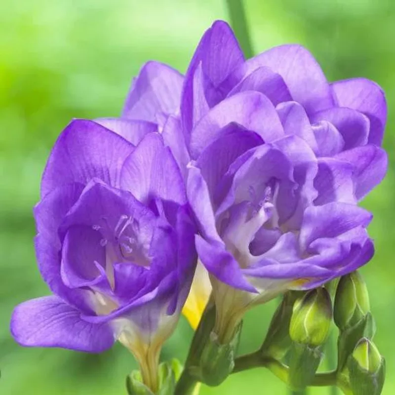 freesia-double-blue Freesia Double Blue