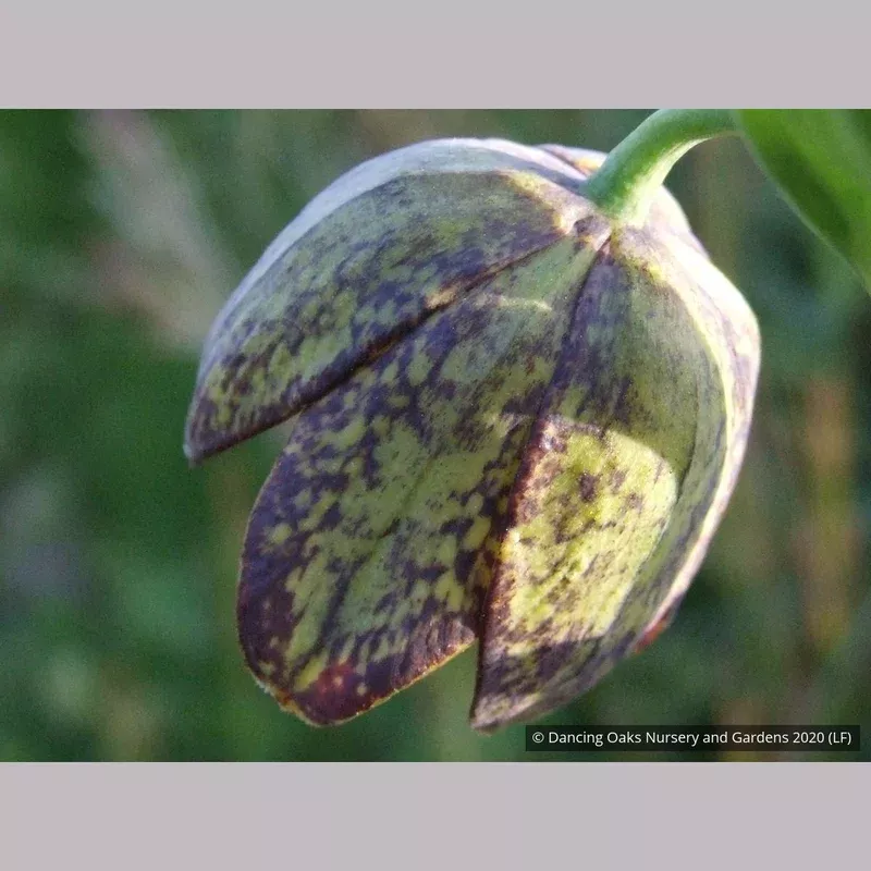 Fritillaria affinis (F. lanceolata) Chocolate Lily