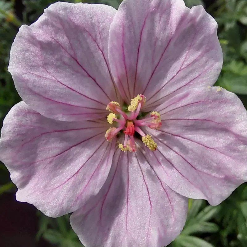frivolous-flashing-pink-hardy-geranium ‘Frivolous Flashing Pink’ Hardy Geranium |