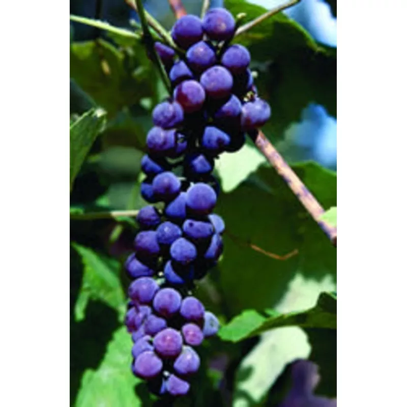 fruit-grape-canadice-seedless-2 Fruit-Grape-Canadice Seedless #2