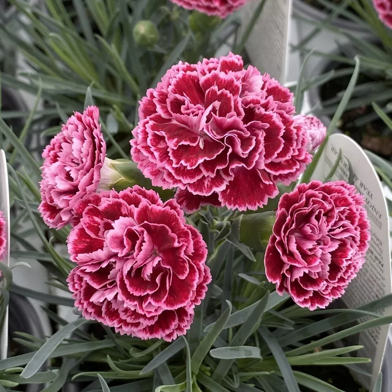 fruit-punch-cherry-vanilla-pinks-dianthus Fruit Punch ‘Cherry Vanilla’ Pinks (Dianthus)