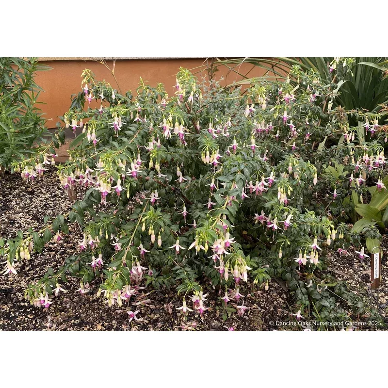 fuchsia-dancing-stars-hardy-fuchsia Fuchsia ‘Dancing Stars’ Hardy Fuchsia