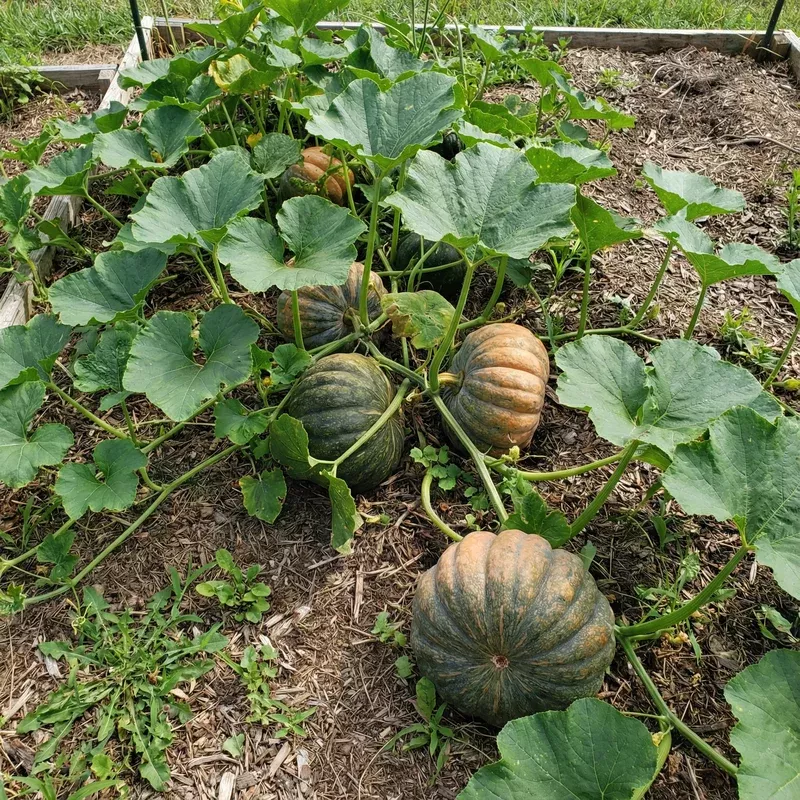 futsu-squash-seeds-perfect-planting Futsu Squash Seeds: Perfect for Planting