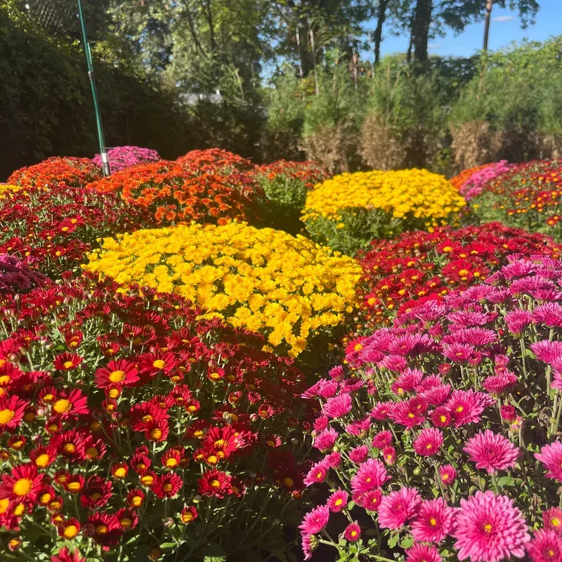 garden-mums-assorted-colors ~ Garden Mums Assorted Colors