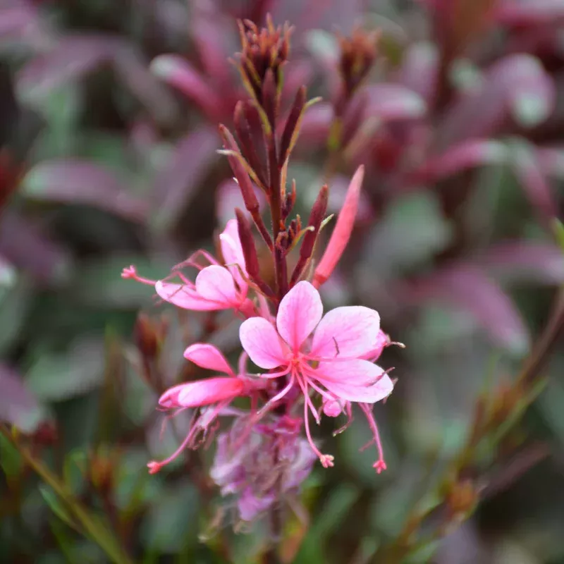 gaura-passionate-rainbow GAURA PASSIONATE RAINBOW