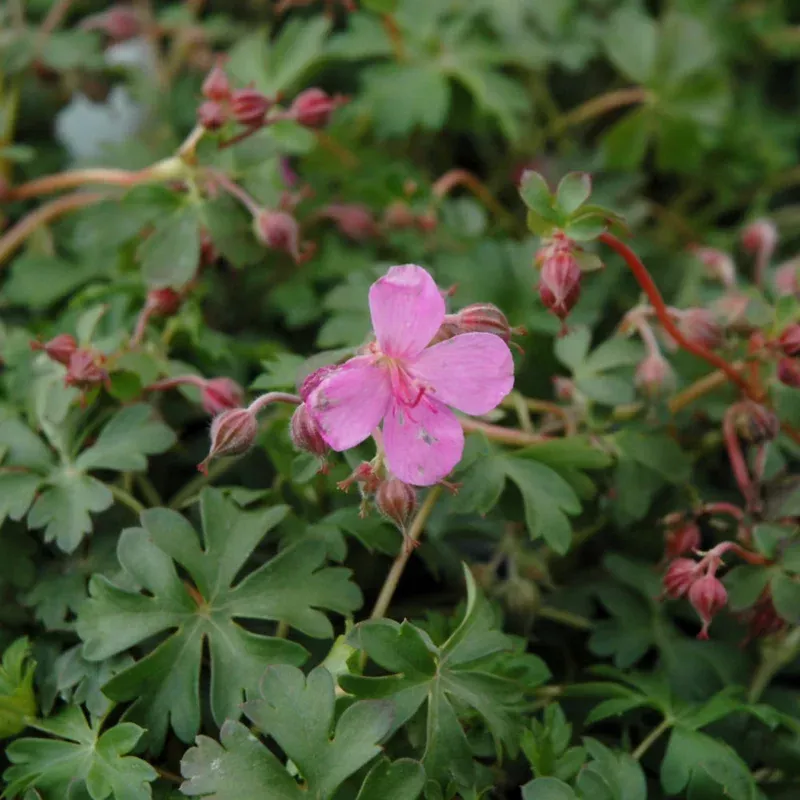 geranium-crystal-rose GERANIUM CRYSTAL ROSE