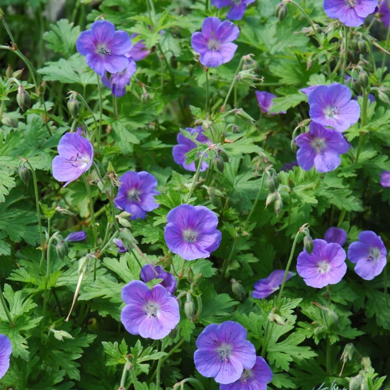 geranium-johnson-s-blue GERANIUM JOHNSON’S BLUE