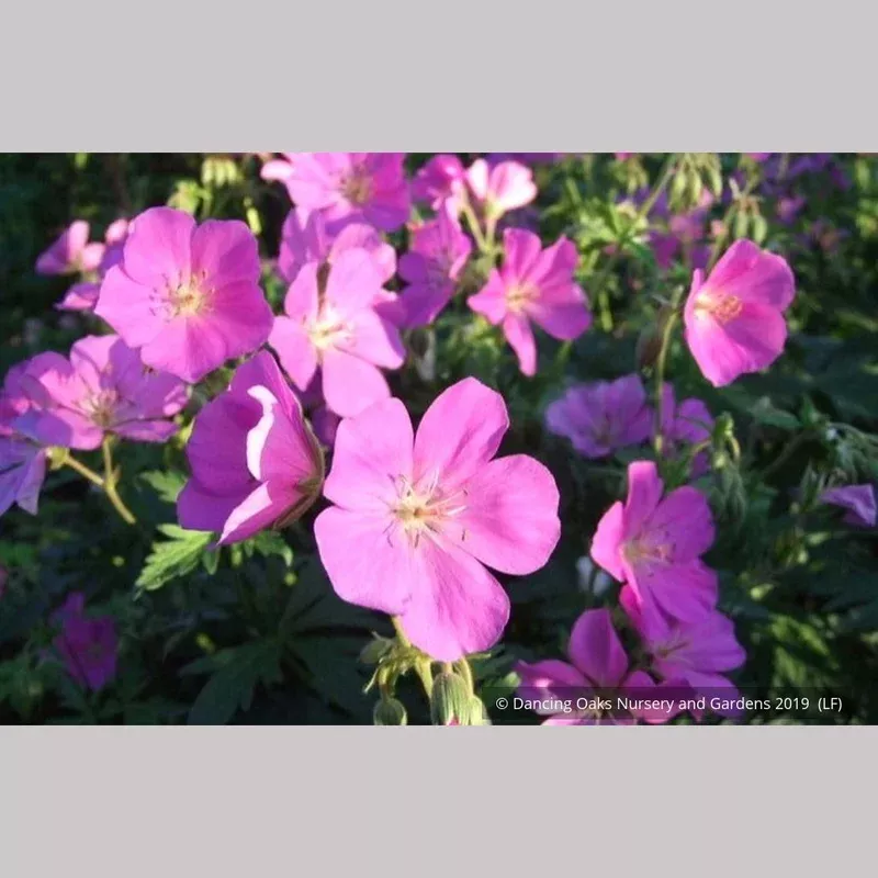 geranium-oreganum-western-geranium Geranium oreganum Western Geranium