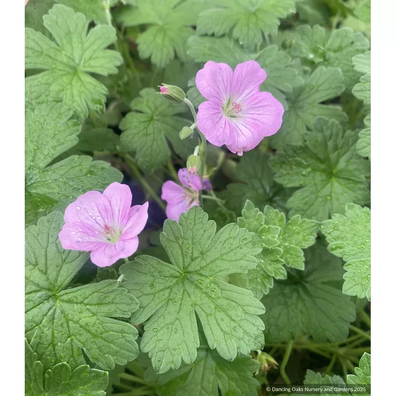 geranium-riversleaianum-mavis-simpson Geranium riversleaianum ‘Mavis Simpson’
