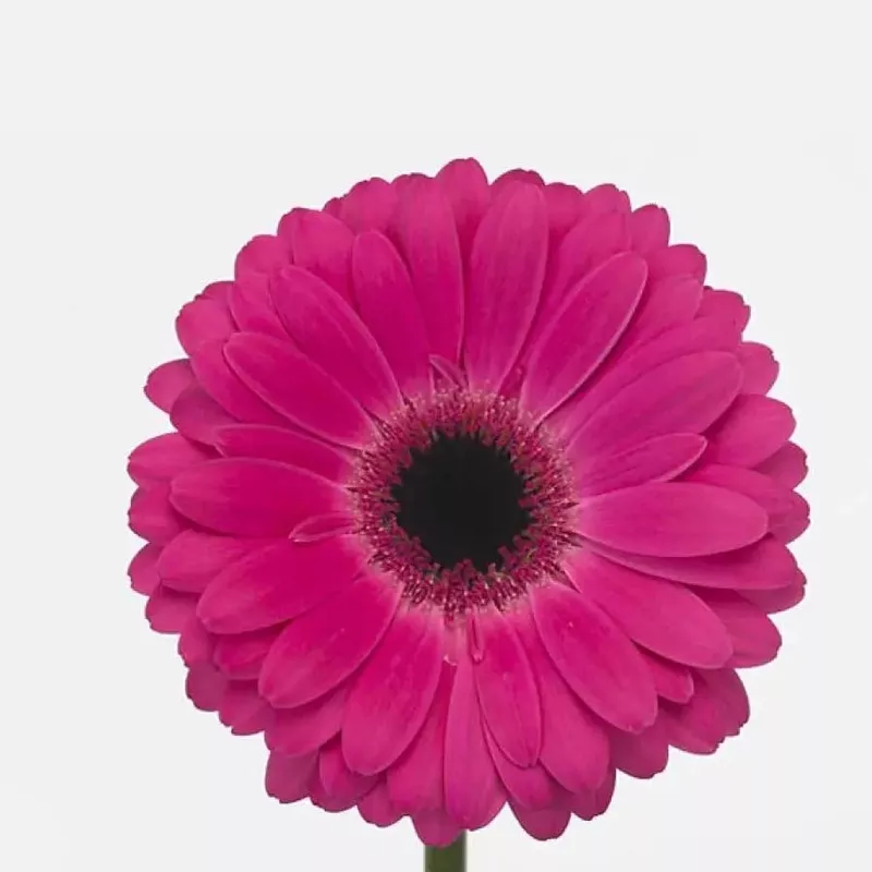 Gerber Rich – 50 Stem Bunch