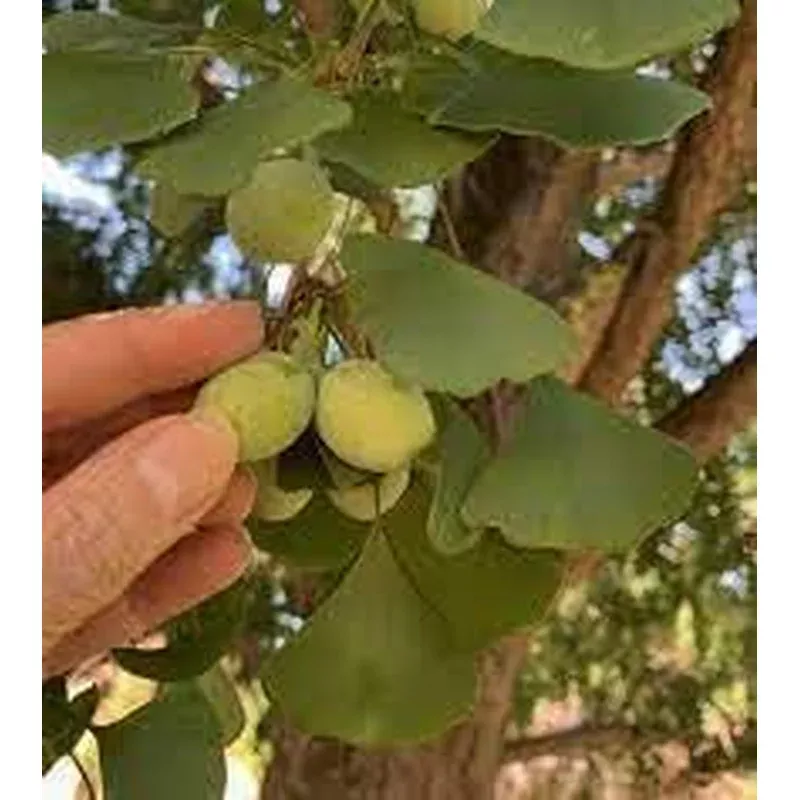 Ginkgo Seeds for Planting Ancient Trees