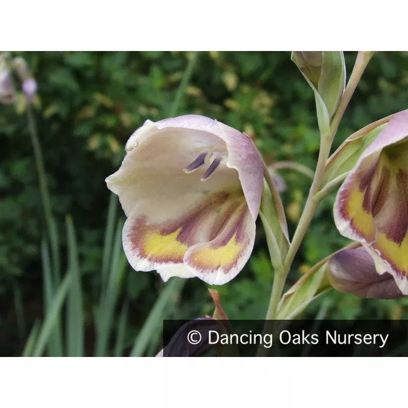 gladiolus-papilio-butterfly-gladiola Gladiolus papilio Butterfly Gladiola