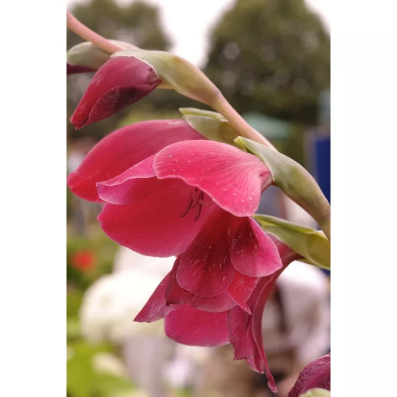 Gladiolus papilio Ruby