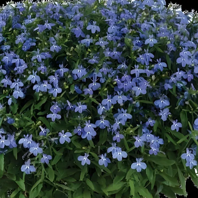 glow-electric-blue-lobelia Glow Electric Blue Lobelia