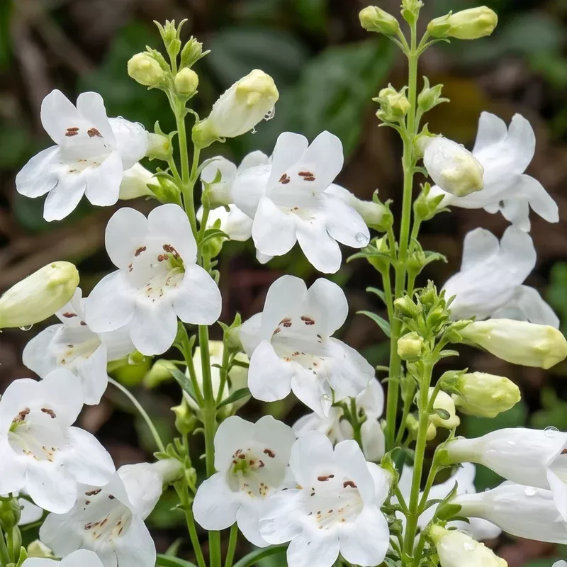gmr-white-foothill-penstemon GMR White Foothill Penstemon
