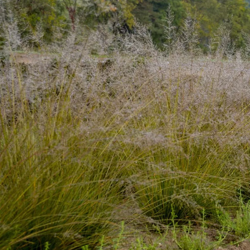 gone-with-wind-prairie-dropseed-sporobolus ‘Gone With The Wind’ Prairie Dropseed (Sporobolus)
