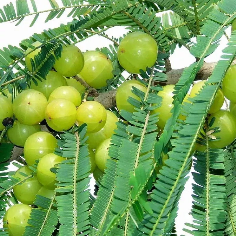 gooseberry-seeds-planting-guide Gooseberry Seeds Planting Guide