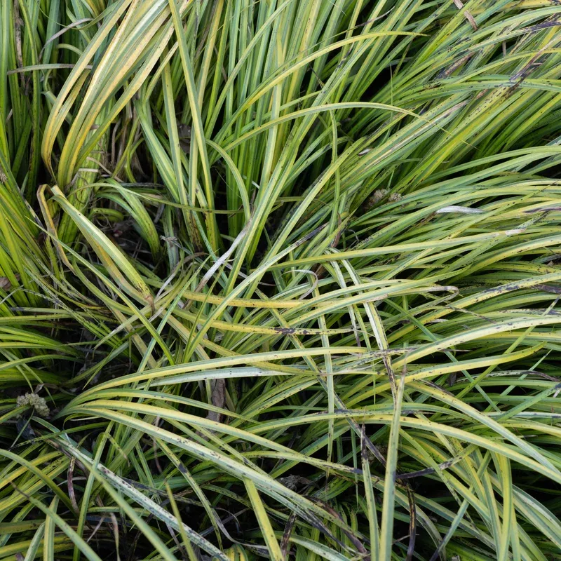 Gramineus Variegatus Acorus