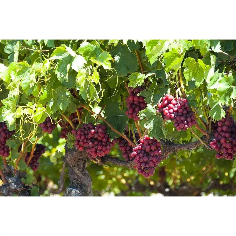 grape-vitis-vinifera-fruit-seeds-planting-orchard Grape Vitis vinifera Fruit Seeds for Planting for Orchard