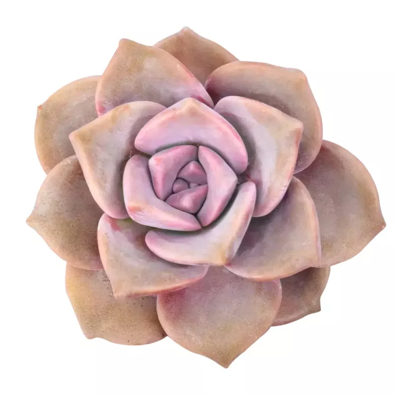 graptopetalum-purple-delight Graptopetalum Purple Delight