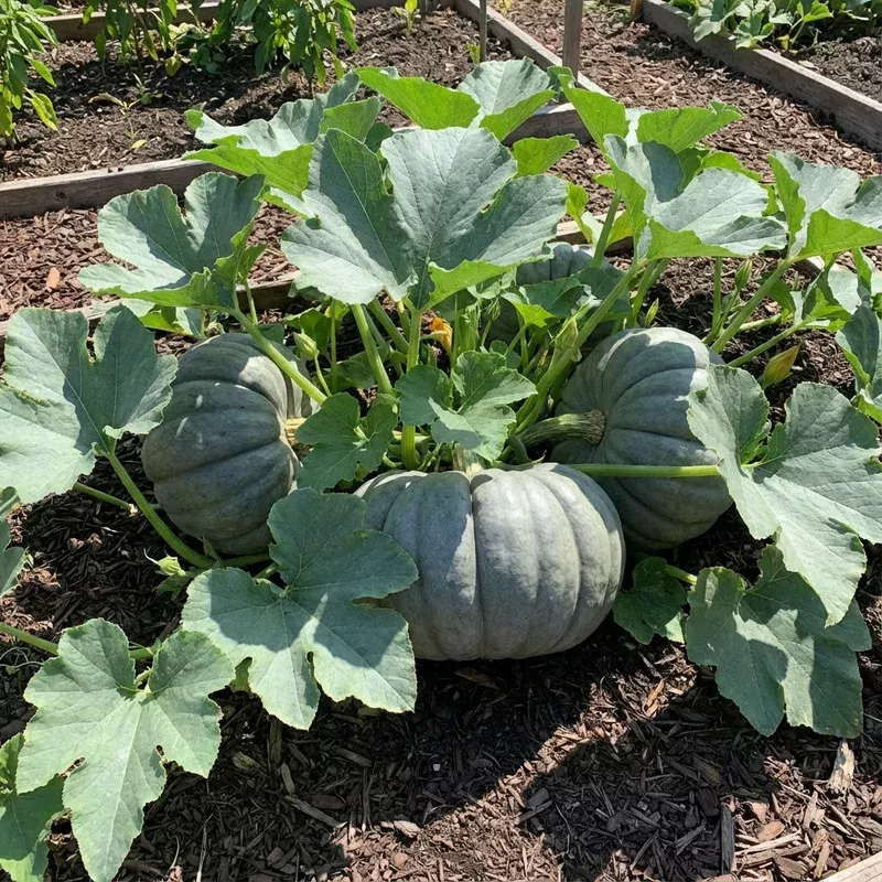 gray-zapallo-plomo-vegetable-planting-seeds Gray Zapallo Plomo Vegetable Planting Seeds