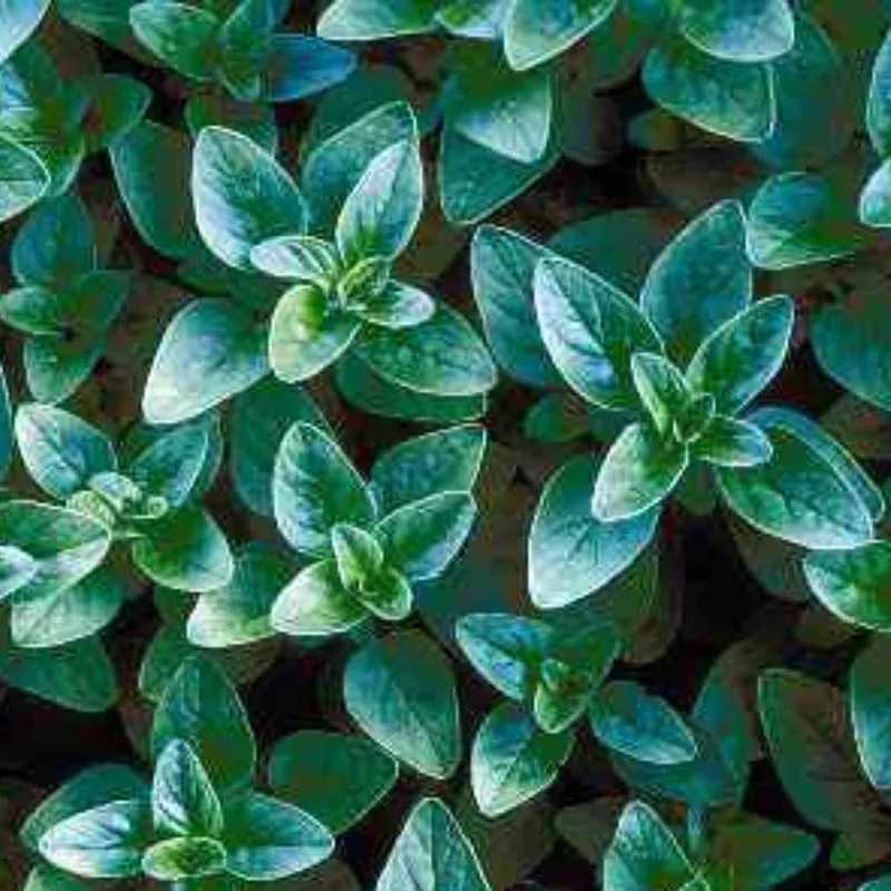 greek-oregano-4-plant Greek Oregano 4″ plant