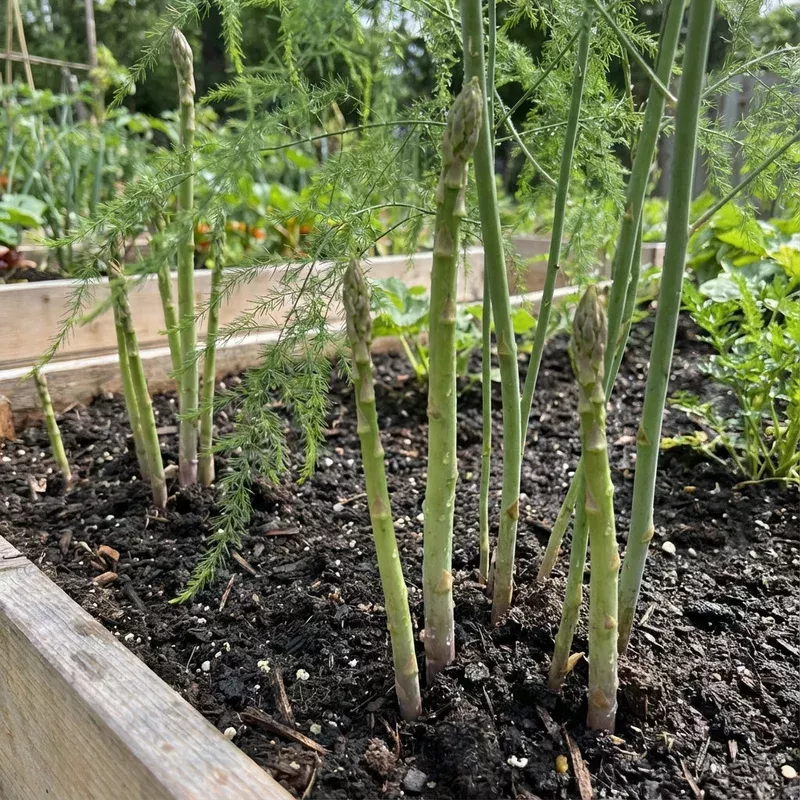 green-asparagus-vegetable-seeds-home-planting Green Asparagus Vegetable Seeds for Home Planting