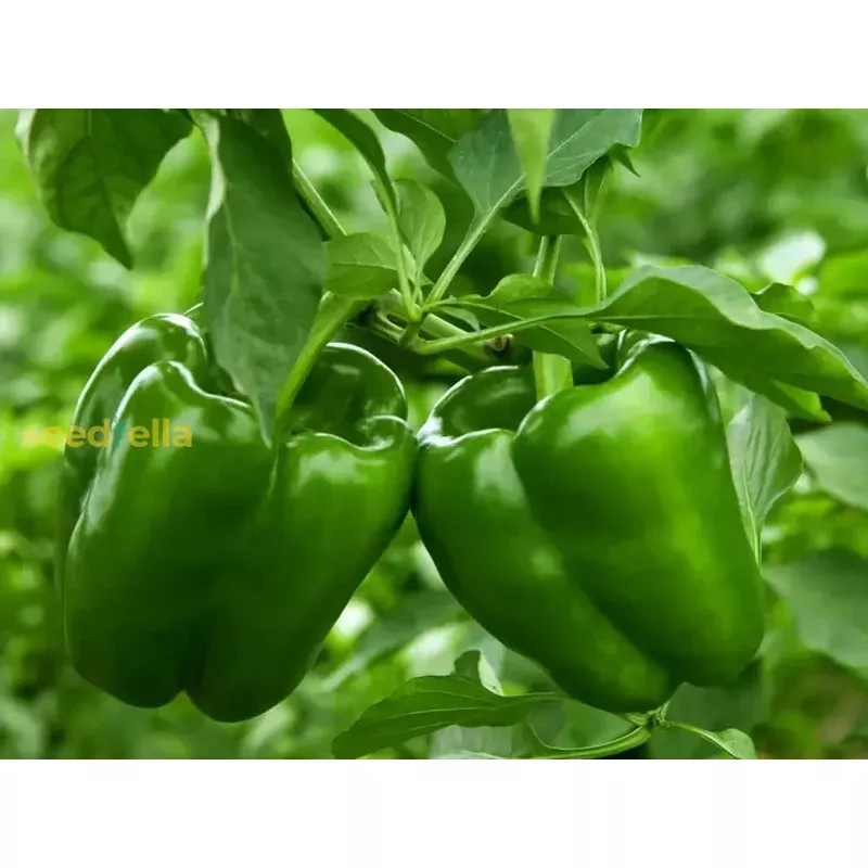green-bell-pepper-seeds-planting-guide Green Bell Pepper Seeds Planting Guide