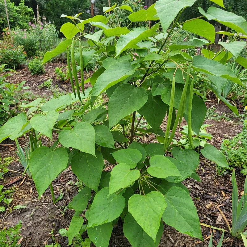 green-catalpa-bignonioides-seeds-planting Green Catalpa Bignonioides Seeds for Planting