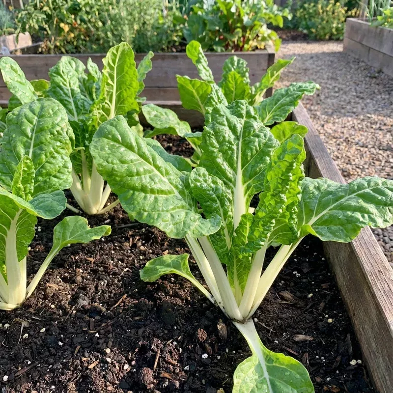 green-chard-vegetable-seeds-perfect-home-gardening Green Chard Vegetable Seeds Perfect for Home Gardening