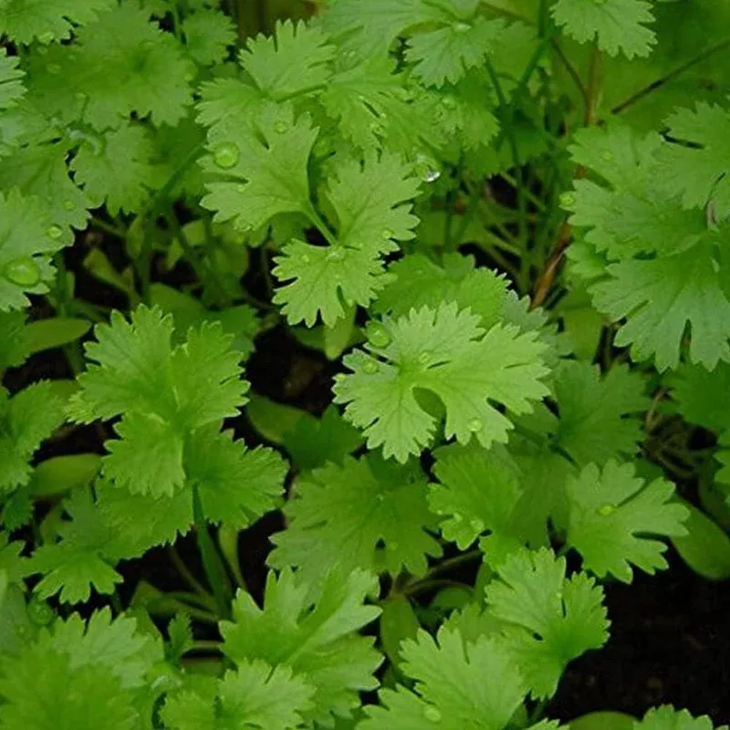 green-coriander-seeds-vegetable-planting Green Coriander Seeds for Vegetable Planting