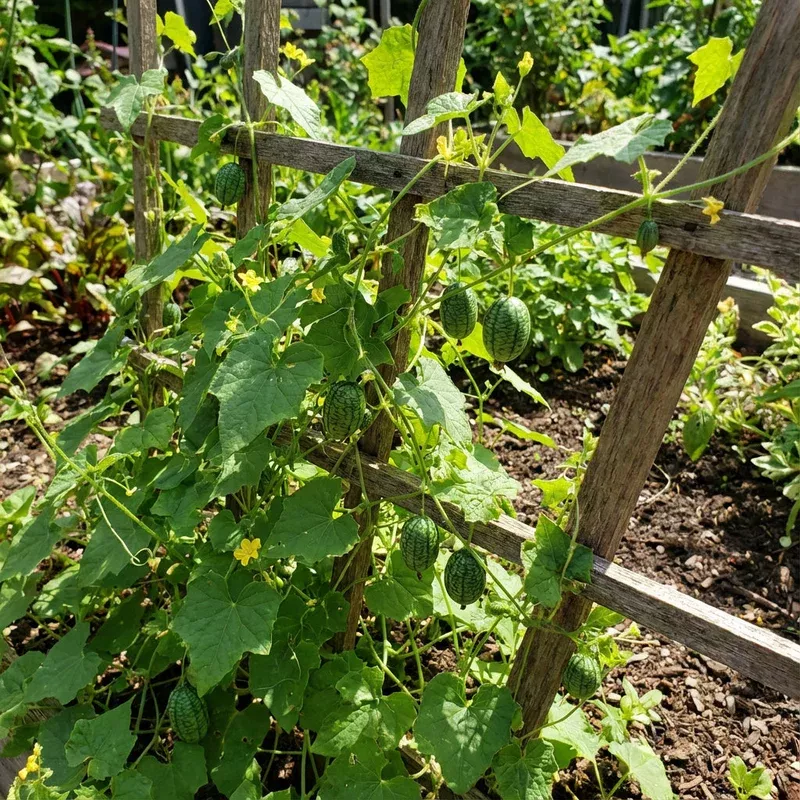 green-cucamelon-vegetable-seeds-planting Green Cucamelon Vegetable Seeds for Planting