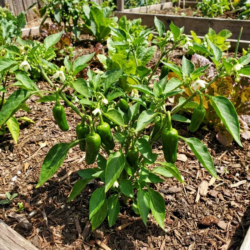 green-de-padron-vegetable-seeds-planting Green de Padron Vegetable Seeds for Planting