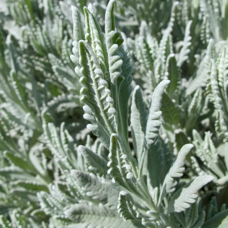 green-french-lavender Green French Lavender