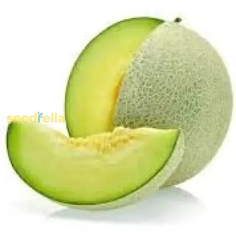 green-honeydew-melon-seeds-planting Green Honeydew Melon Seeds for Planting