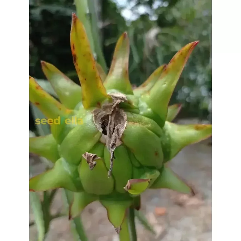 green-pitaya-fruit-seeds-grow-exotic-dragon-fruit Green Pitaya Fruit Seeds – Grow Exotic Dragon Fruit