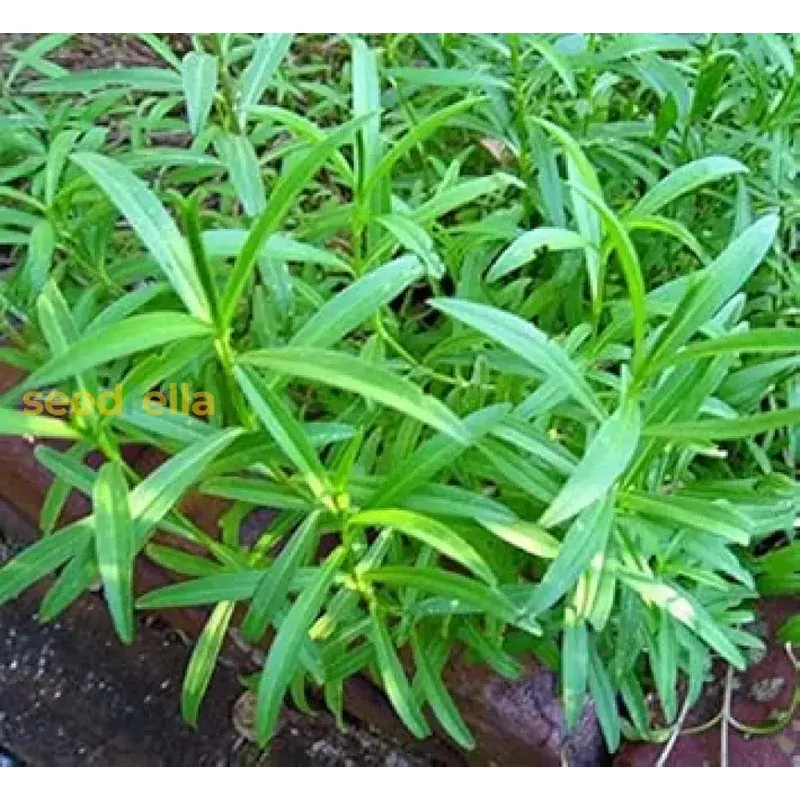 green-tarragon-seeds-planting Green Tarragon Seeds for Planting
