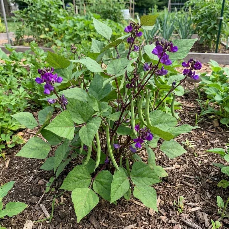green-violet-bean-seeds-planting-guide-tips Green Violet Bean Seeds – Planting Guide & Tips