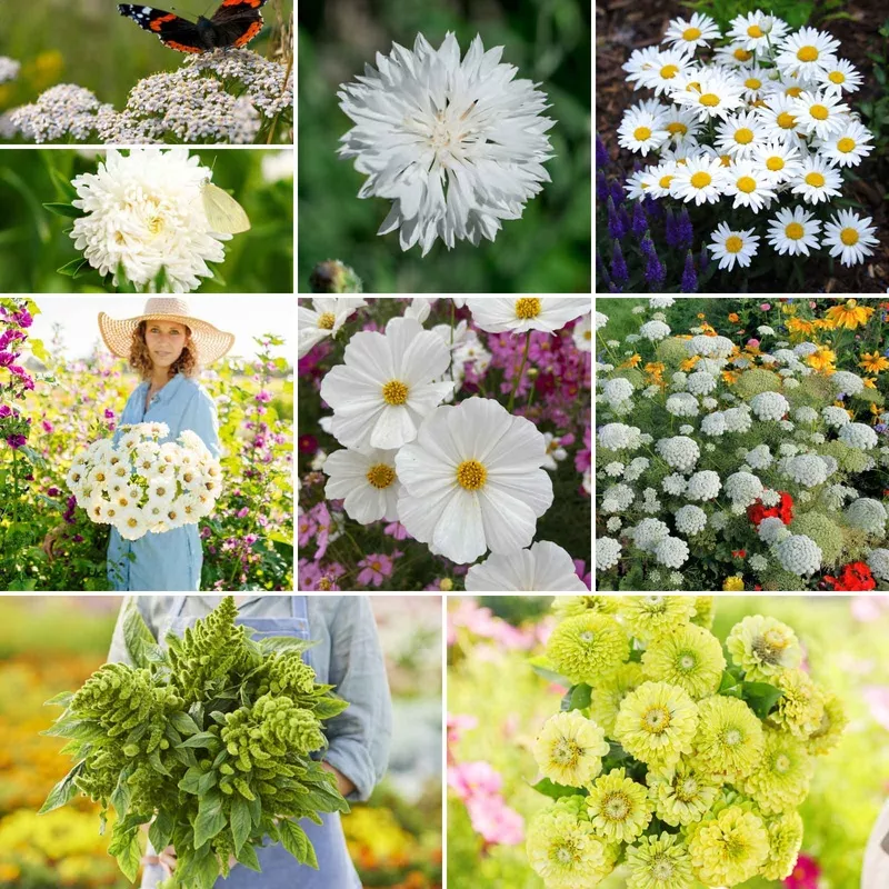 green-with-envy-flower-seed-mix Green with Envy Flower Seed Mix
