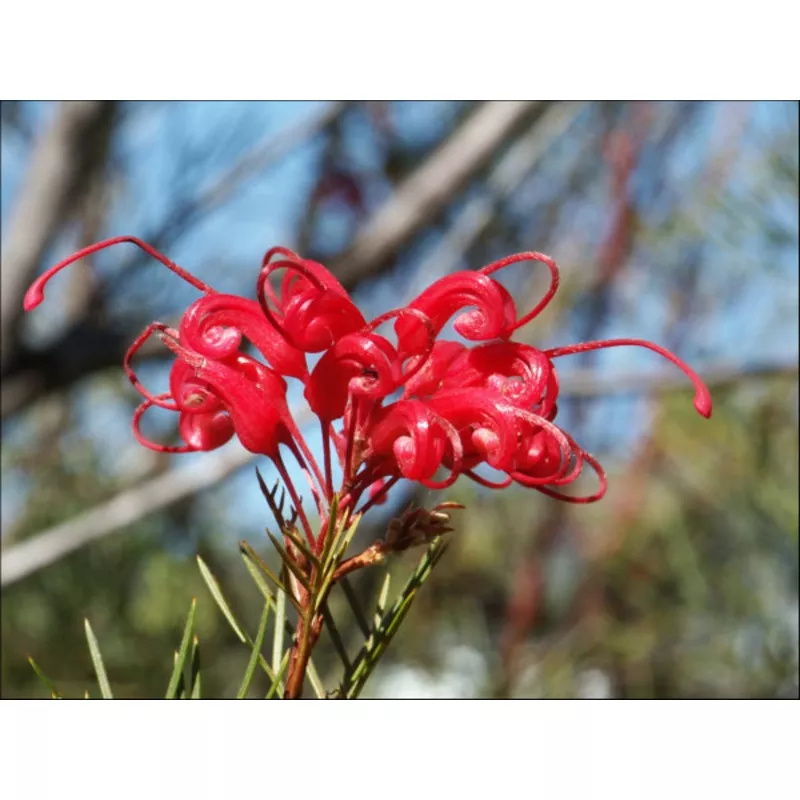 grevillea-bon-accord Grevillea Bon Accord