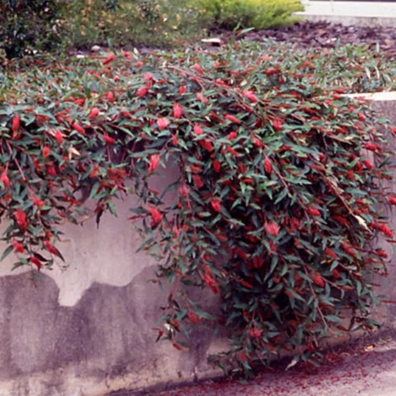 grevillea-poorinda-royal-mantle Grevillea Poorinda Royal Mantle