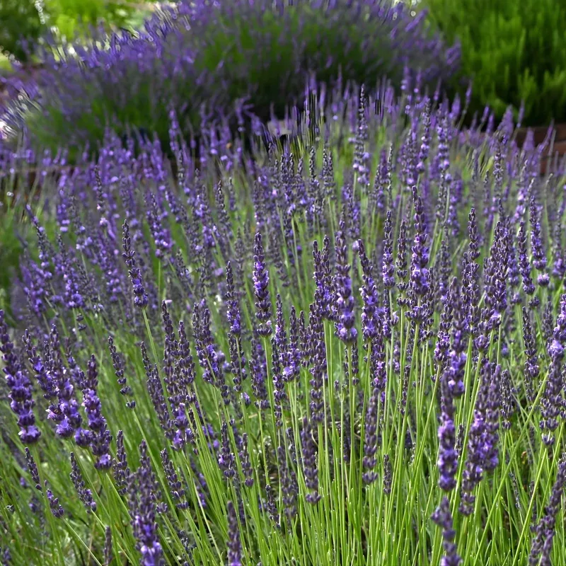 Grosso Purple Floral Lavender