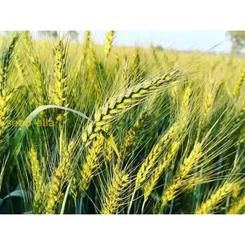 Guide to Planting Green Wheat Seeds