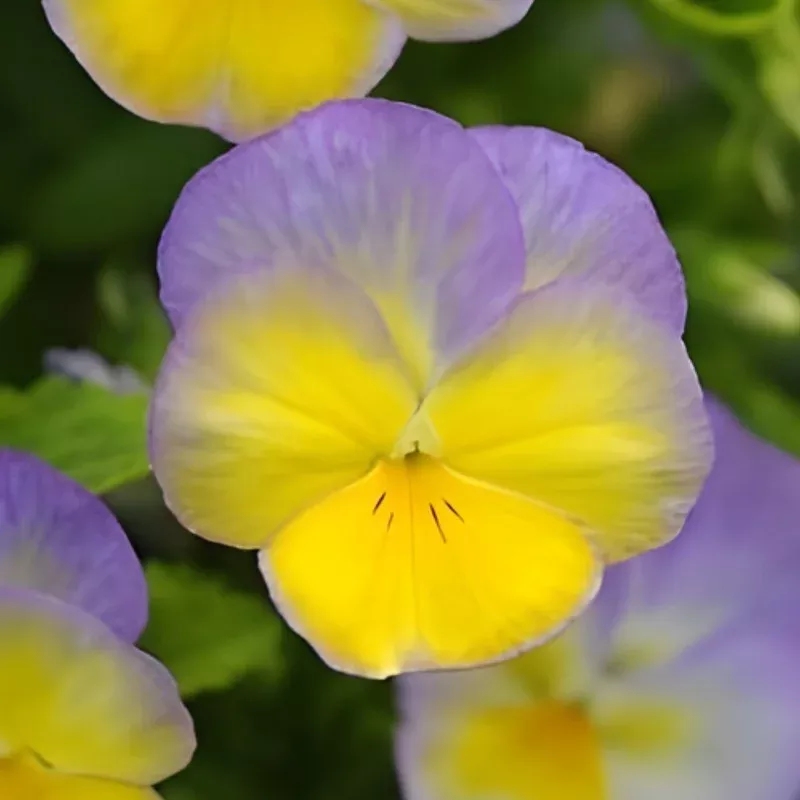 halo-lemon-frost-viola Halo Lemon Frost Viola